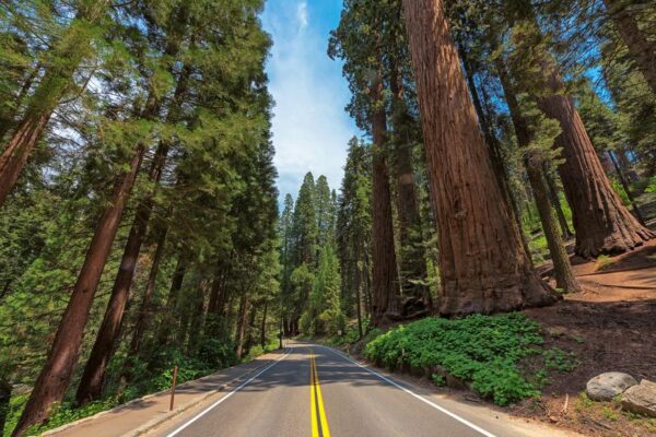 Avenue of the Giants road trip California